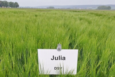 Julia ist trotz Rückgang wiederum die bedeutendste Wintergerstensorte in der Vermehrung - © Eric Preuß Julia ist trotz Rückgang wiederum die bedeutendste Wintergerstensorte in der Vermehrung