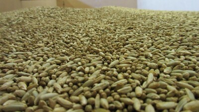 Saatgut Getreide - © Eric Preuß Saatgut Getreide