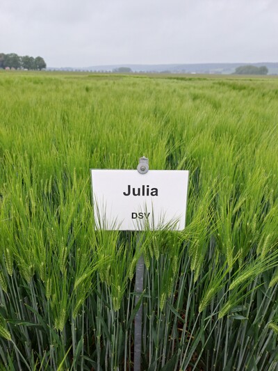 Julia ist die mit Abstand bedeutendste Wintergerstensorte in der Vermehrung