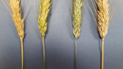 Die Halmbehaarung ist ein Merkmal bei der Sortenansprache von Triticale - links Lombardo behaart rechts Lumaco unbehaart