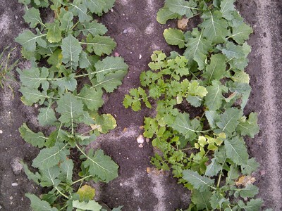 Fremdbesatz mit Ackersenf in einer Hybridraps-Vermehrung