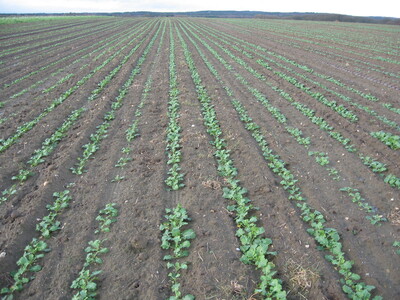 Vermehrungen von Hybridraps werden in Einzelkornsaat angelegt