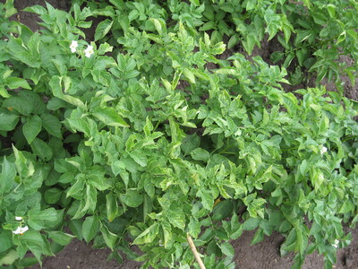 Zur&uuml;ckgebliebene Pflanzkartoffelstaude mit Virussymptomen