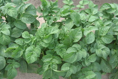 Junge Pflanzkartoffelstaude mit Virussymptomen - © Eric Preuß Junge Pflanzkartoffelstaude mit Virussymptomen