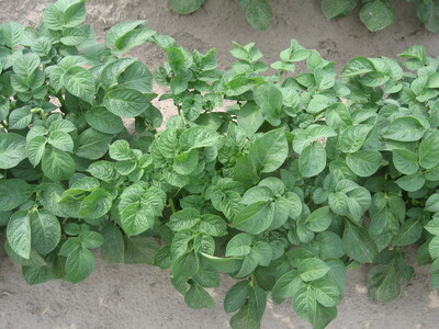 Junge Pflanzkartoffelstaude mit Virussymptomen