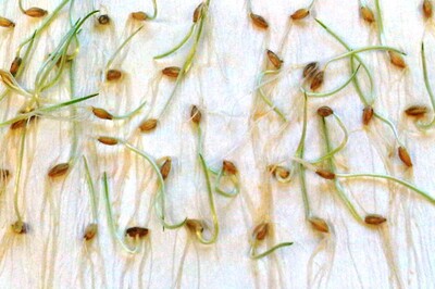 Keimrolle Gerste - © Eric Preuß Keimrolle Gerste