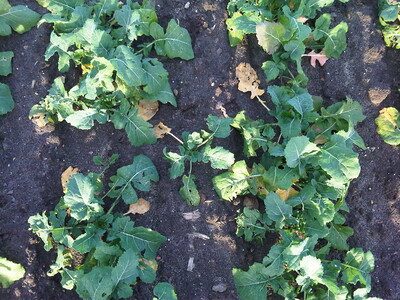 Bodenaufschlag von Raps in einer Hybridraps-Vermehrung, hier zwischen den Einzelkornsaat-Reihen